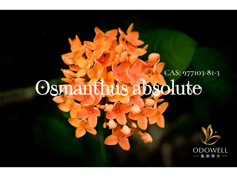 Osmanthus Absolute - Likas na Lagda ng Odowell para sa Elegant Oriental Florals