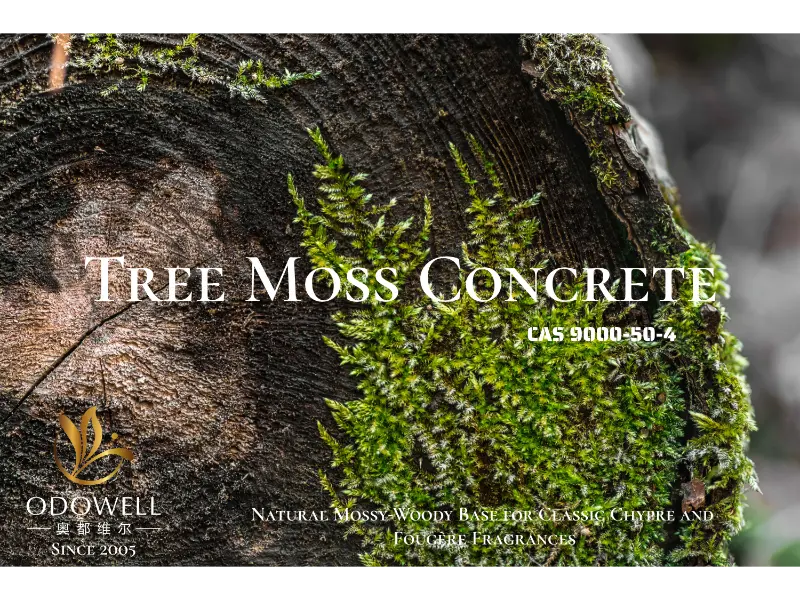 Tree Moss Concrete – Natural Mossy-Woody Base ng ODOWELL para sa Classic Chypre at Fougère Fragrances